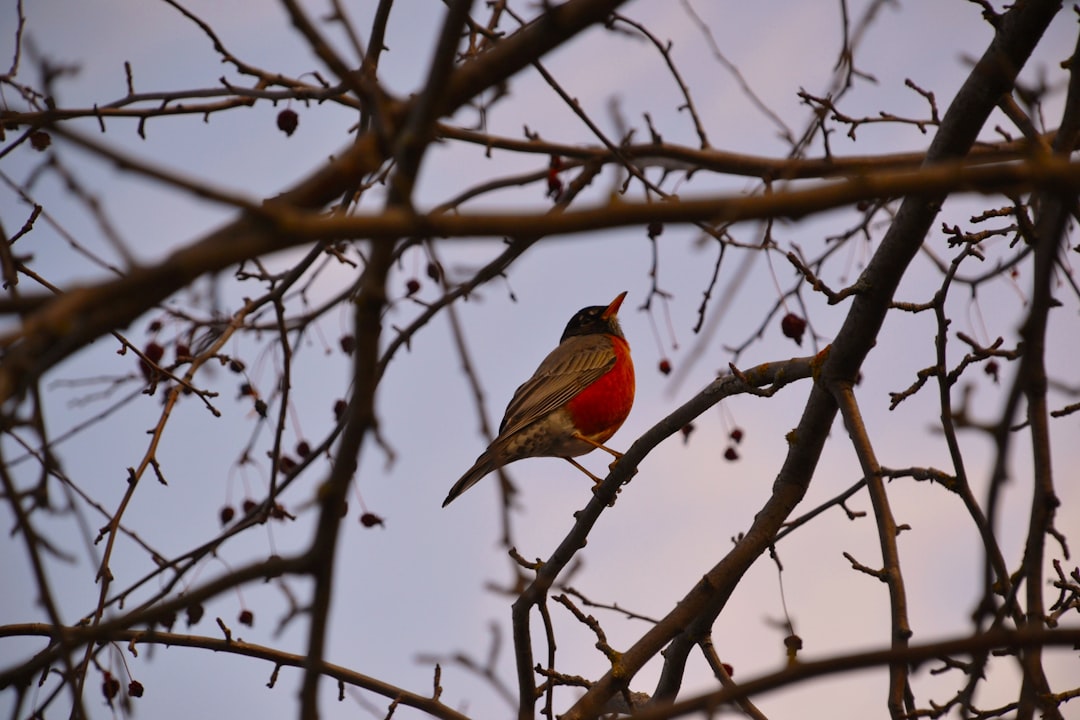 A small bird with a bright red chest and dark brown wings perched on the branch of an apple tree, singing its song in winter. The sky was clear at dusk, casting long shadows over leafless branches and scattered berries around it. Shot in the style of Nikon D850 with Hasselblad XCD 93mm f/4 lens; natural light; color photo; portrait photography –ar 128:85