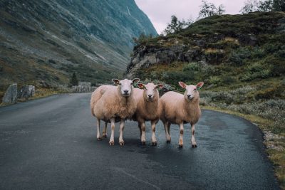 Three sheep standing on the road in Norway, in the style of unsplash photography. --ar 128:85