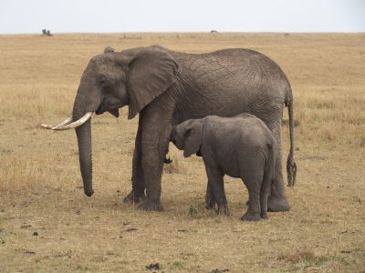 A mother elephant and her calf in the savannah, standing side by side on an open field of grass with brown colors. The adult is large and grayish brown in color while its baby has small ears and trunk, covered partially by hair. They both have long tusks that jut out from their heads. Their bodies are slightly hunched over as if they were getting ready to walk together. There are no other animals around them or any trees visible. It feels quiet and peaceful with a clear sky above. --ar 4:3