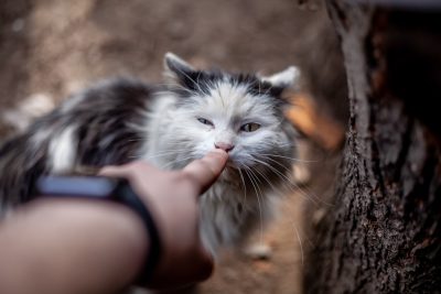 A photo of an ugly white and grey cat being petted in the style of someone's hand, the background is out of focus tree bark, taken with a Sony Alpha A7 III camera, with a f/2 lens, shallow depth of field, low angle shot, closeup, soft lighting, natural look. --ar 128:85