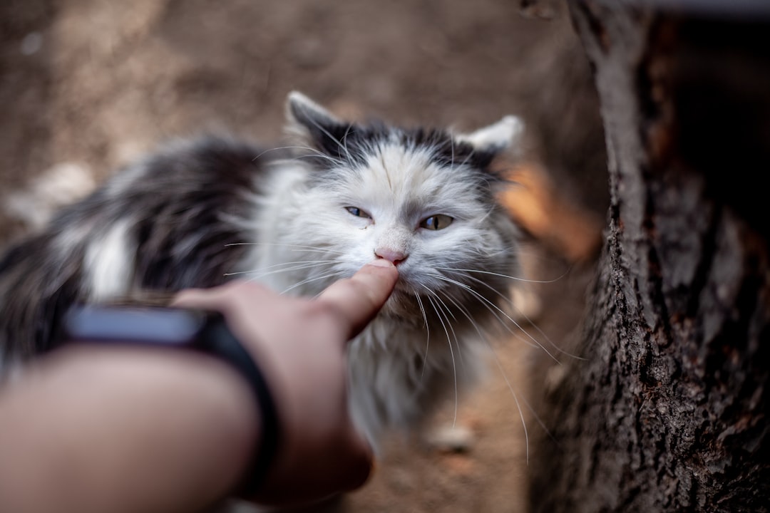 A photo of an ugly white and grey cat being petted in the style of someone’s hand, the background is out of focus tree bark, taken with a Sony Alpha A7 III camera, with a f/2 lens, shallow depth of field, low angle shot, closeup, soft lighting, natural look. –ar 128:85