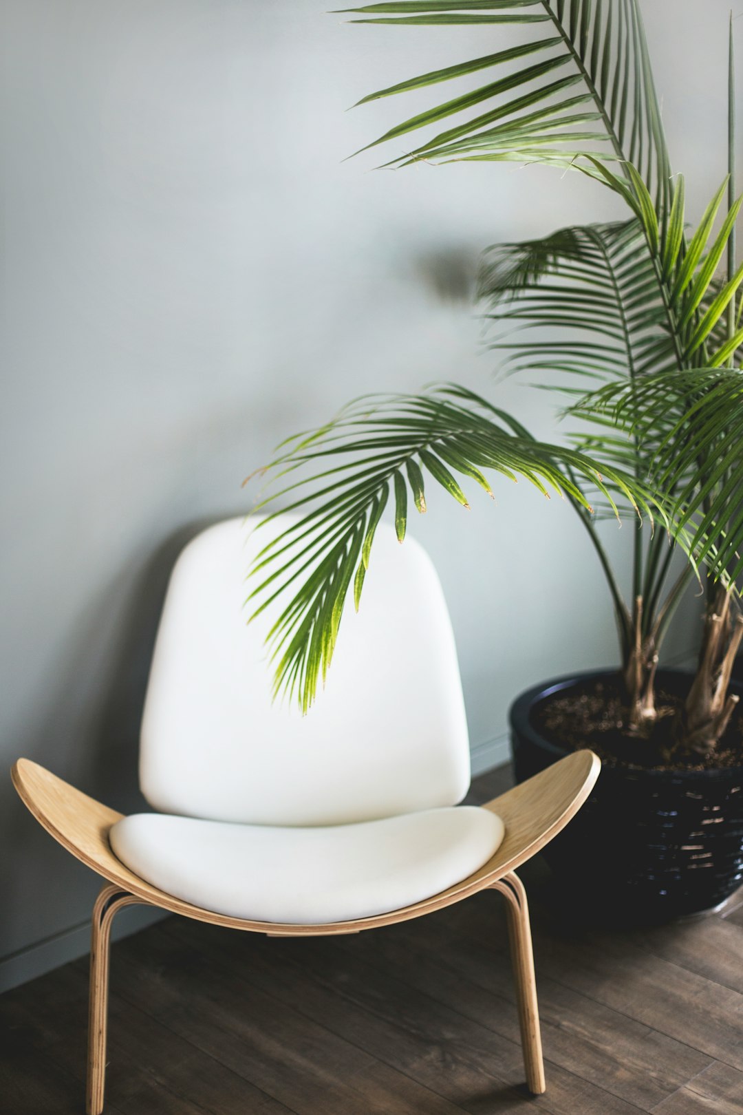 White leather chair with wooden legs, a green palm plant in a pot on the right side of the photo, grey wall background, a close up shot, aesthetic interior design photography in the style of natural light, high resolution photography –ar 85:128