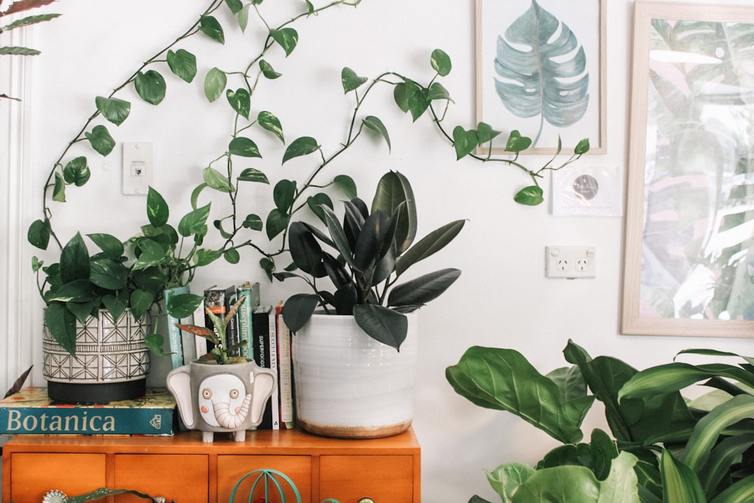 A photo shows an indoor plant wall featuring the vineleaf Philodendron ‘hotspur’ and various other plants in white pots on top of wooden cabinets with books nearby. The room also has framed pictures hanging on walls, along with green ceramic animal figurines and decorative objects. A sign that says “zoom out” hangs above it all. Some sunlight comes through the window, creating soft shadows and highlights around the leaves of each potted houseplant. –ar 128:85