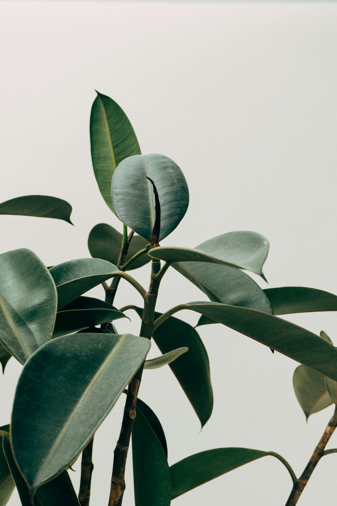 close up photo of lush green rubber plant, white background, minimalist aesthetic –ar 85:128