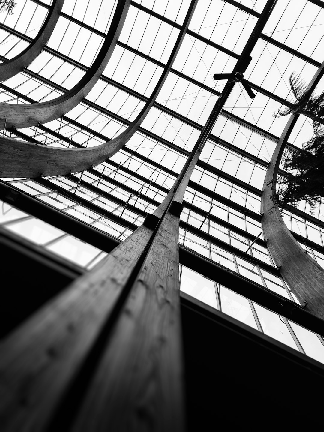 Black and white photography of an abstract greenhouse made from tree branches, looking up at the glass ceiling in the style of no artist.