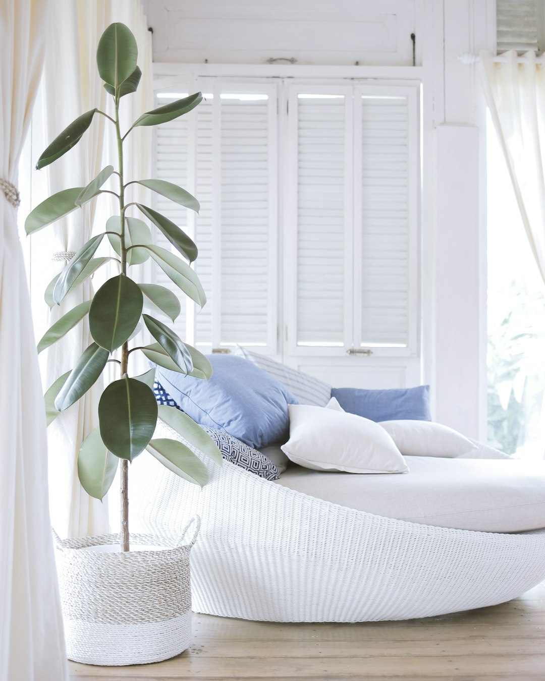 A white rattan daybed with blue and grey pillows, next to it is an olive plant in a round planter, behind the bed is a window shutter wall, white curtains, sun rays, an editorial style photo in the style of the photographer. –ar 51:64