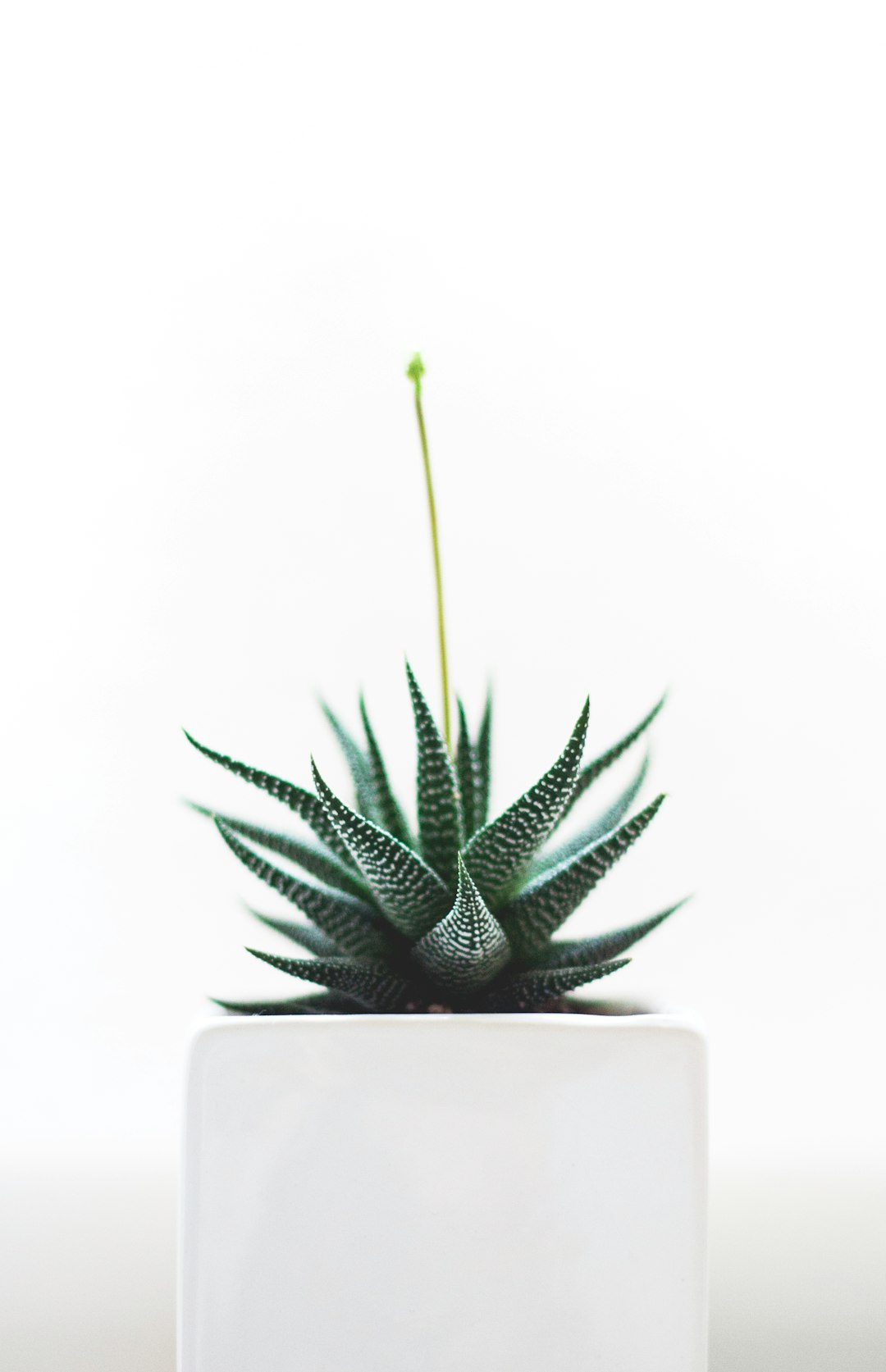 minimalistic photo of an Aloe Damien in white pot, white background, macro shot, sharp focus, studio light, professional photography, highly detailed –ar 41:64