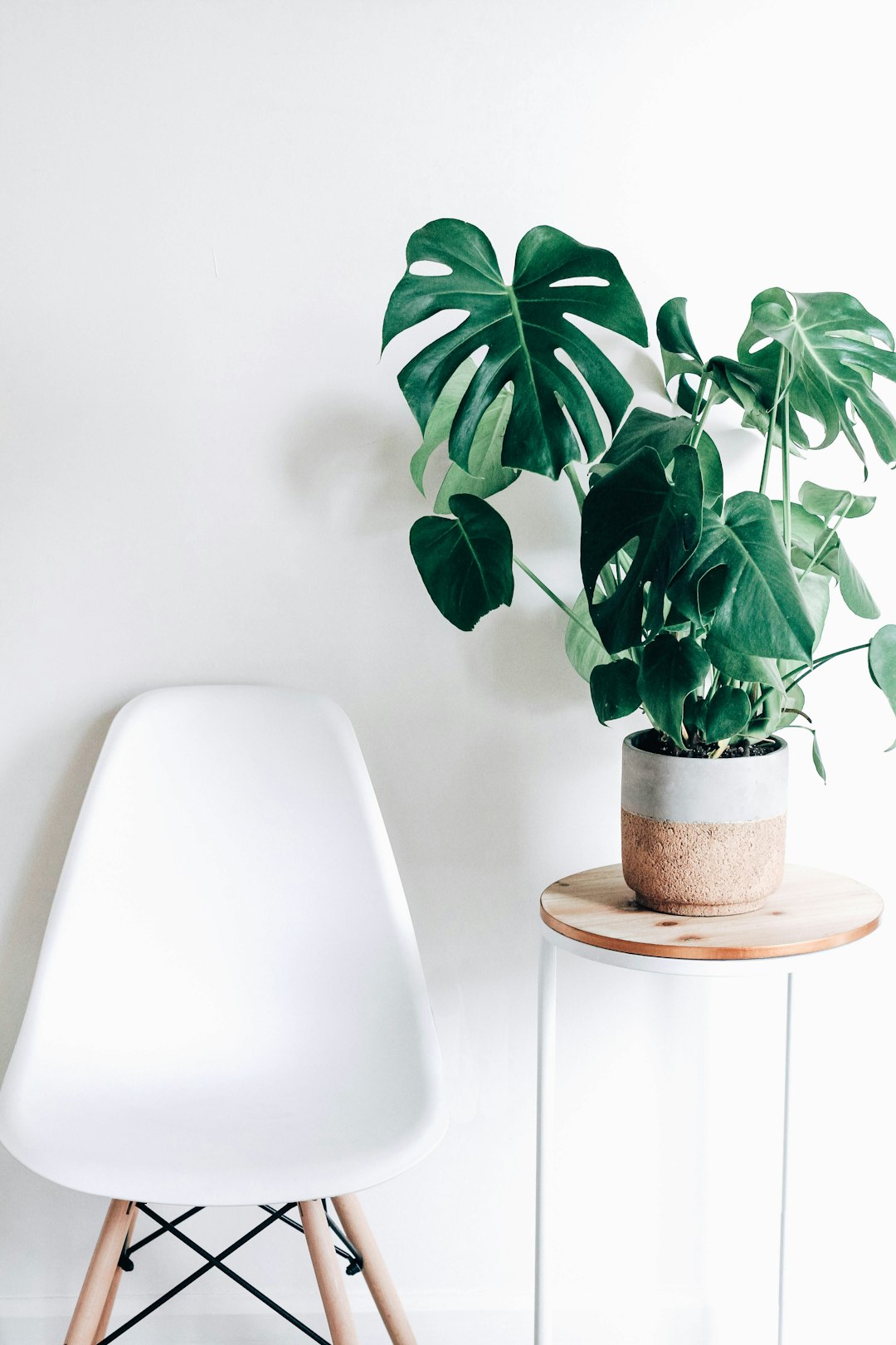 White Eames chair, side table with a potted monstera plant, white wall background, minimalist interior design photography in the style of soft natural lighting, simple and elegant style, high resolution, high quality, high detail, closeup product shot with sharp focus and depth of field.