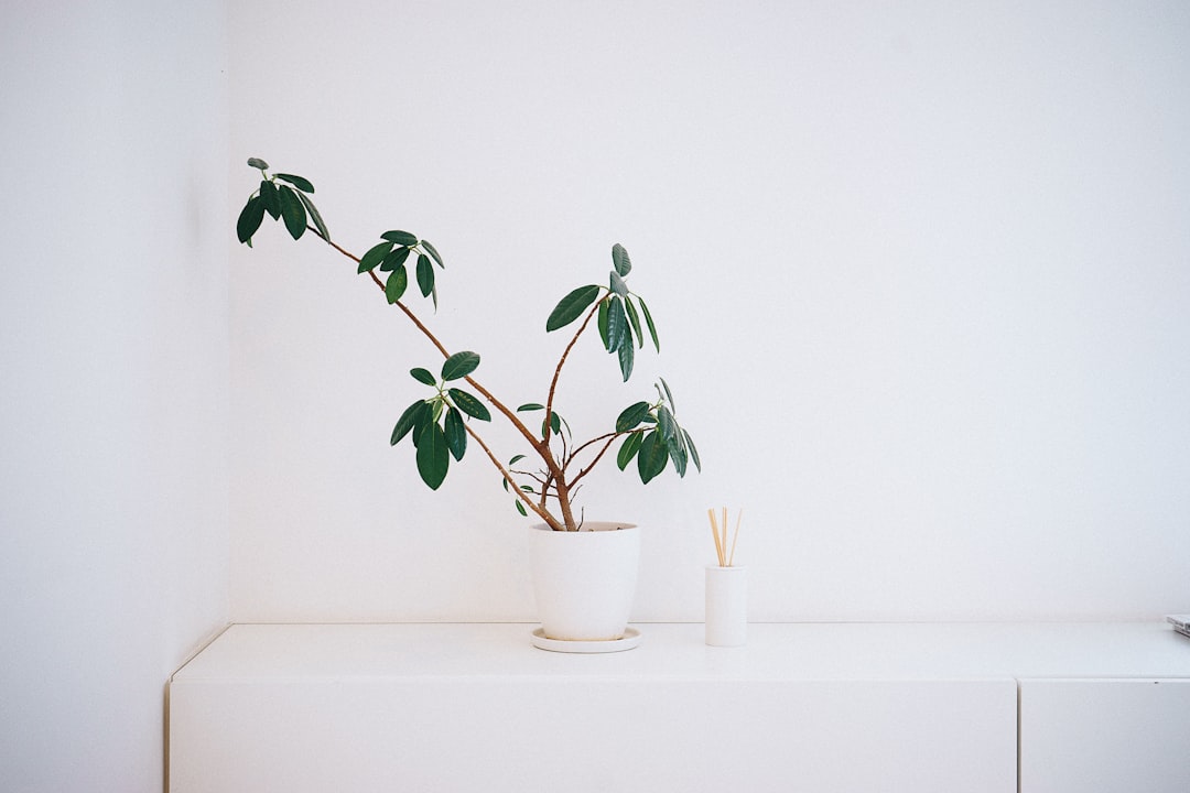 Minimalist white wall with small plant and pen holder, Sony Alpha A7 III –ar 128:85