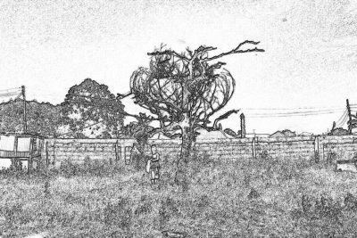 Sketch of an overgrown tree in the middle, a wall with a mesh fence and garden gate on the left side, children playing around it. The line art style is in black and white color only, with no shading. The background depicts an old urban area of a Lao city.