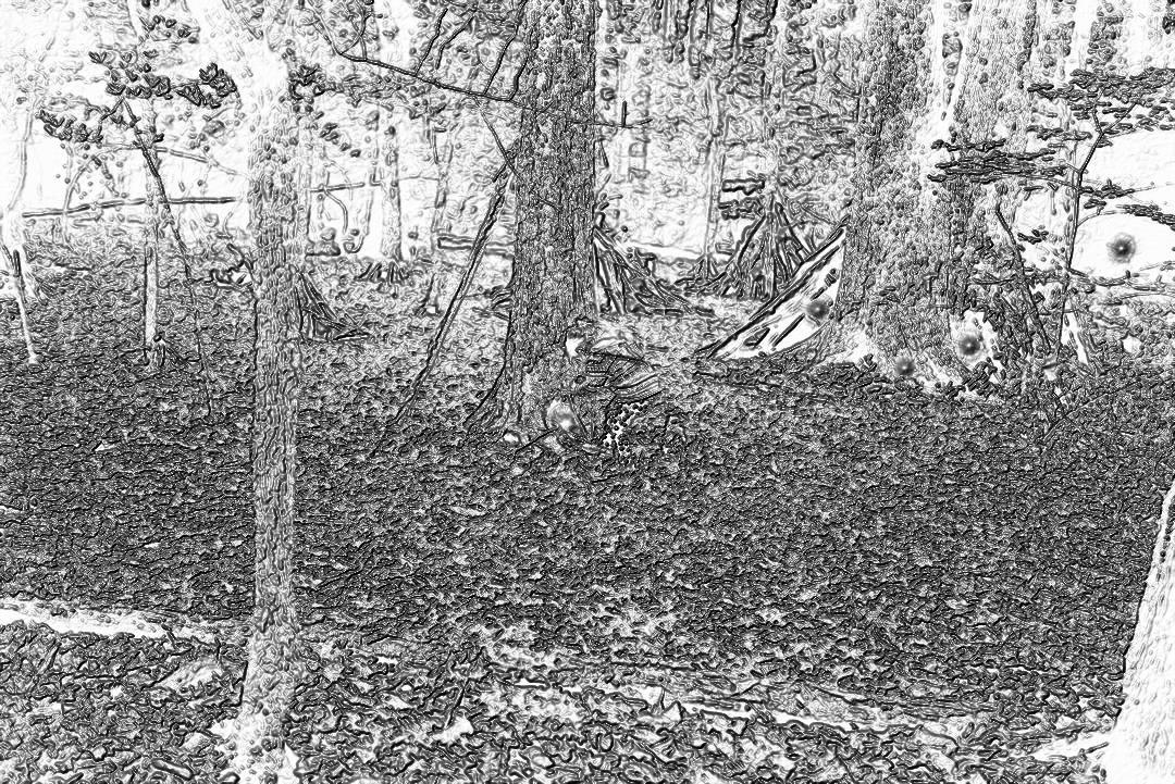 A black and white drawing of the ground in an ancient forest, showing fallen trees with scattered leaves on them. The drawing is done in the style of pencil. In some places there are small rocks visible under thin branches. A bird sits at one end of it.