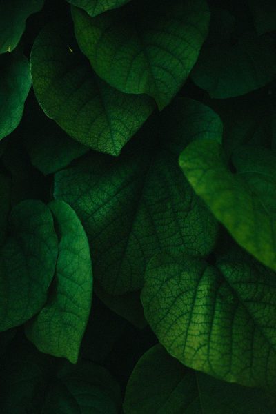 Dark green leaves, macro photography, closeup, dark background, high definition photography, high resolution, hyper quality