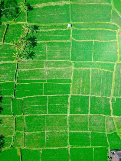 Aerial view of rice fields in Bali, daylight, bright green color, hyper realistic photography in the style of unknown artist.