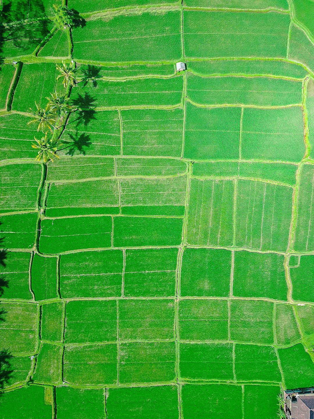 Aerial view of rice fields in Bali, daylight, bright green color, hyper realistic photography in the style of unknown artist.