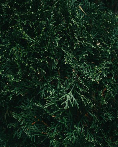Close-up photo of green cypress tree foliage against a dark background, in the style of Unsplash photography.