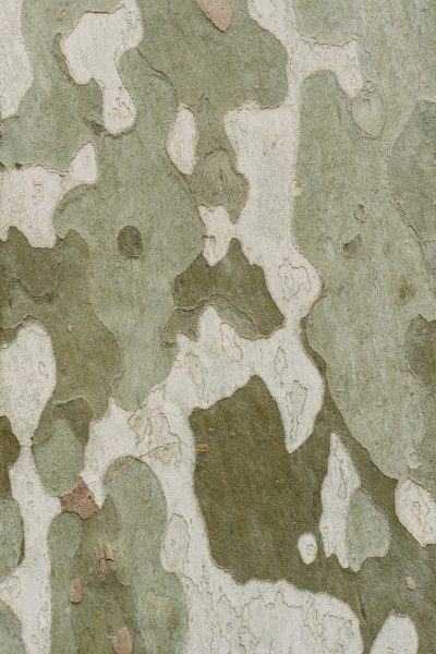 Closeup of the intricate camouflage patterns on sycamore tree bark, showcasing its unique and complex design in shades of green, white, grey, brown, beige, and light gray. The background is neutral with subtle textures to highlight details like small shapes and natural patterns, providing an artistic and detailed texture for various applications. This photograph captures every detail, making it suitable as a backdrop or pattern., ultrarealistic photography style --ar 85:128