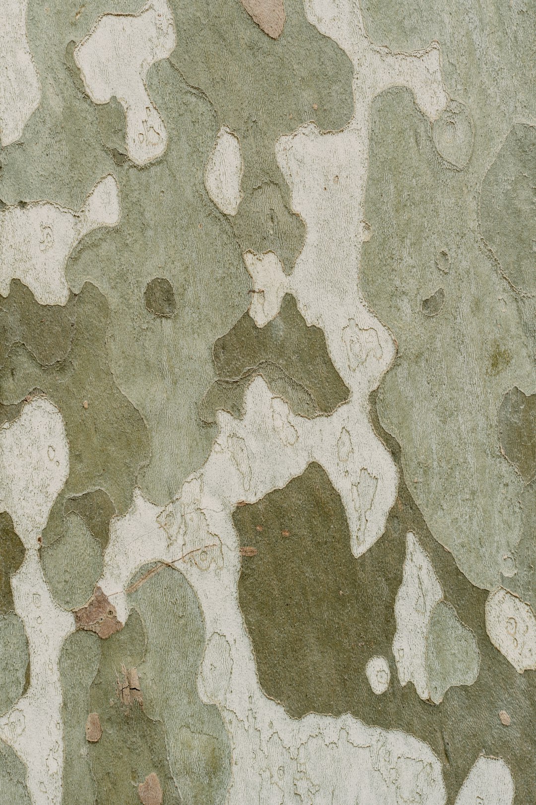 Closeup of the intricate camouflage patterns on sycamore tree bark, showcasing its unique and complex design in shades of green, white, grey, brown, beige, and light gray. The background is neutral with subtle textures to highlight details like small shapes and natural patterns, providing an artistic and detailed texture for various applications. This photograph captures every detail, making it suitable as a backdrop or pattern., ultrarealistic photography style –ar 85:128