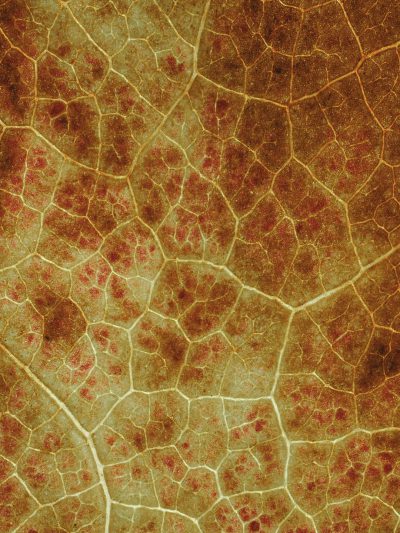 A seamless texture of an old, cracked leaf with detailed veins and red spots. The background is a warm brown color that resembles the deep forest floor. This pattern would be perfect for creating naturalistic backgrounds or adding depth to digital artwork. --ar 3:4