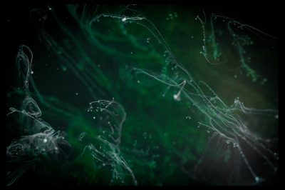 a dark green background with white bioluminescent string like creatures floating in the air, photorealistic, hyper realistic, cinematic lighting, volumetric lighting, --ar 128:85