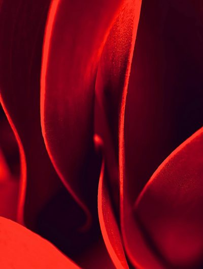 A closeup of the red curved petals, creating an abstract background. The bright red color stands out against the black, adding depth to the composition. This photo was taken with a Canon EOS R5 using a macro lens at an aperture setting of f/2.8. --ar 97:128