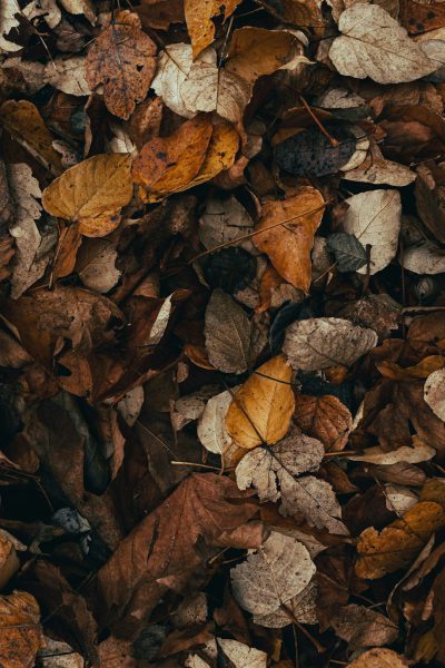 A top-down view of fallen leaves on the forest floor, symbolizing autumn's changing seasons. The texture and colors showcase various shades of brown, yellow, orange, and green leaves spread out in an abstract pattern. Soft lighting highlights their intricate details against a dark background. This image is perfect for nature-themed projects or as part of an Instagram story background. The style is reminiscent of impressionist painters. --ar 85:128