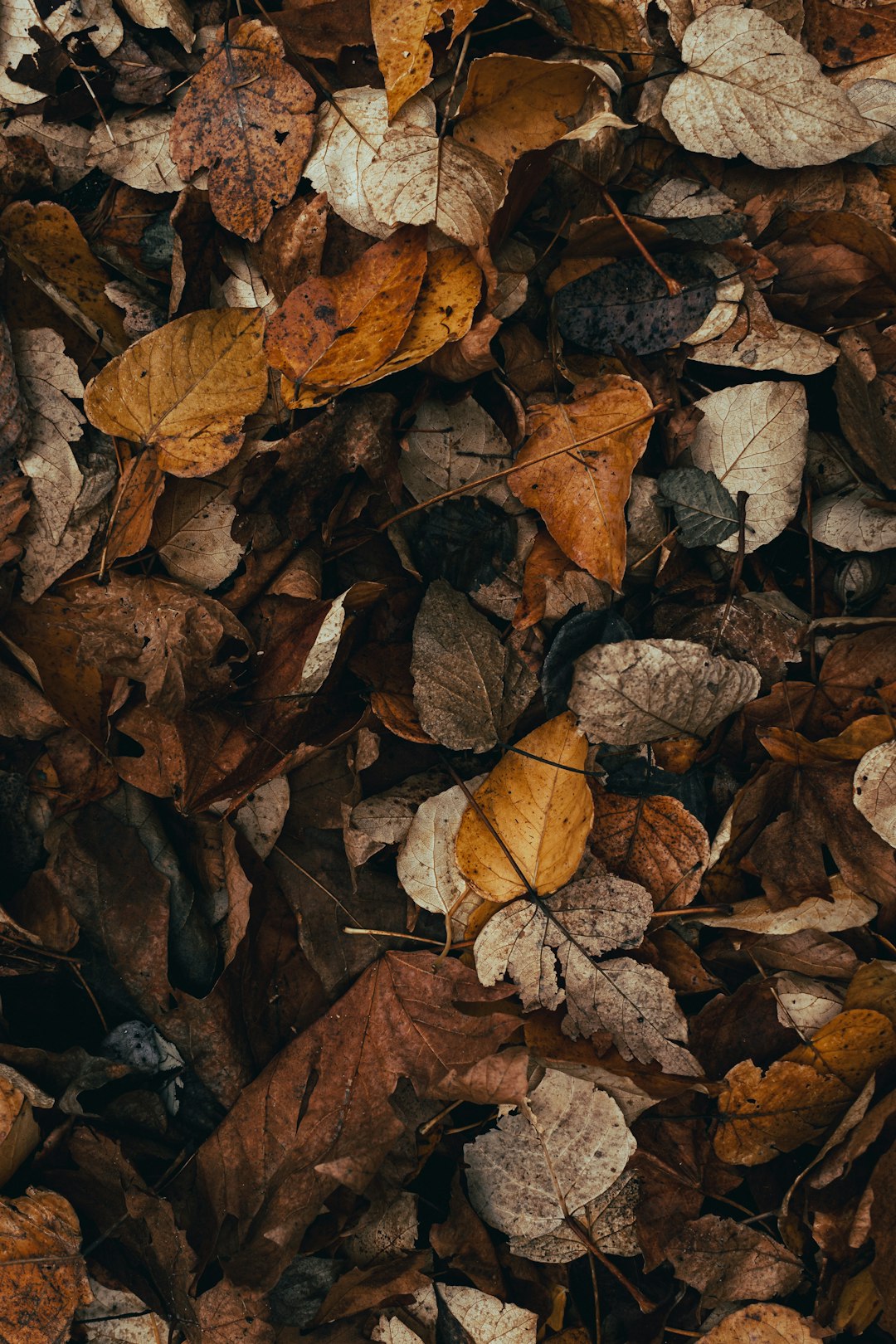 A top-down view of fallen leaves on the forest floor, symbolizing autumn’s changing seasons. The texture and colors showcase various shades of brown, yellow, orange, and green leaves spread out in an abstract pattern. Soft lighting highlights their intricate details against a dark background. This image is perfect for nature-themed projects or as part of an Instagram story background. The style is reminiscent of impressionist painters. –ar 85:128