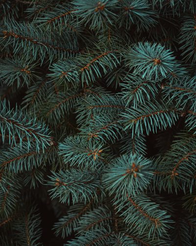 A close-up photo of pine tree branches in a dark green color against a flat lay background, taken with high resolution photography. --ar 51:64