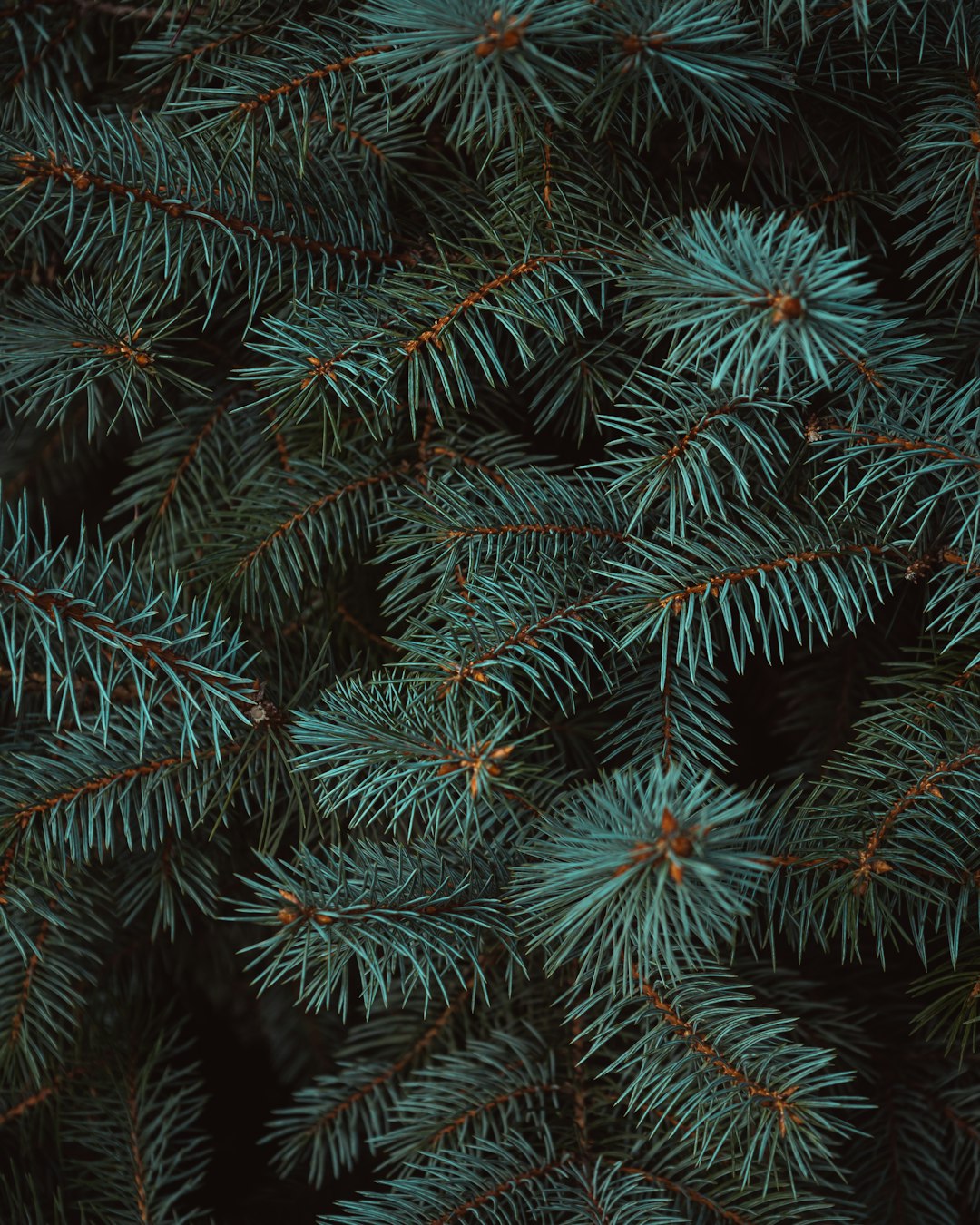 A close-up photo of pine tree branches in a dark green color against a flat lay background, taken with high resolution photography. –ar 51:64