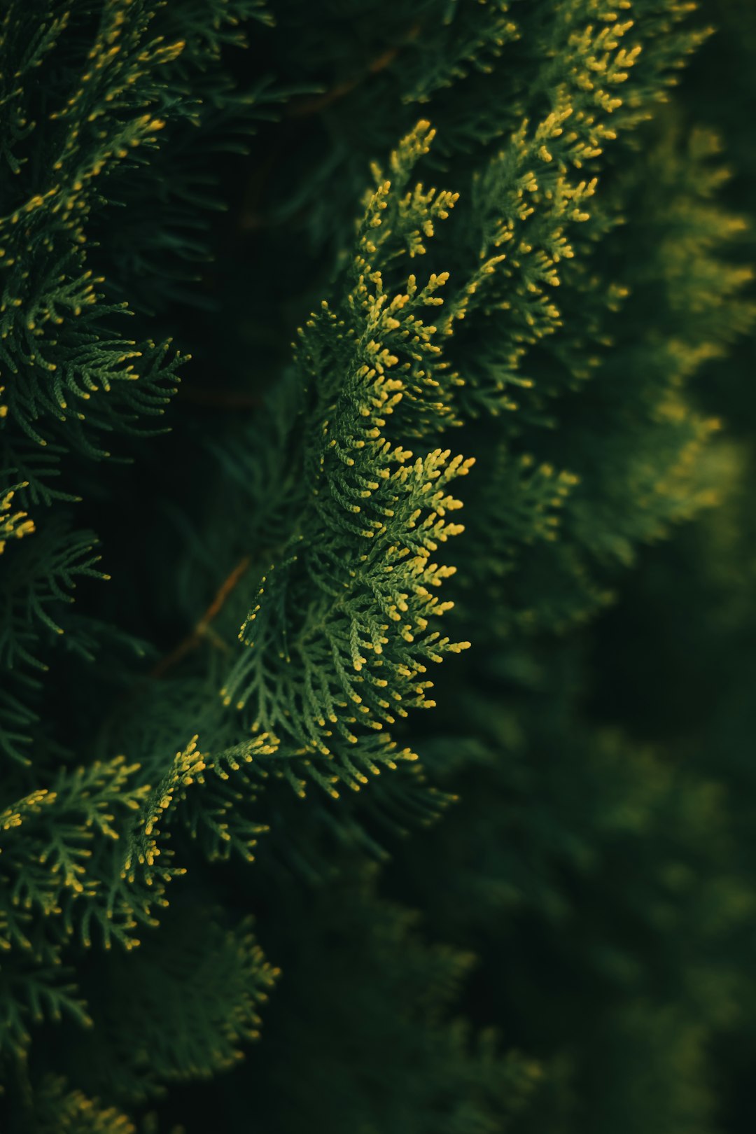 A close up of an evergreen tree, macro photography, green yellow, nature inspired pieces, dark background, focusing on the detailed texture of coniferous leaves, high resolution, professional photograph, natural colors, natural lighting, using a macro lens, depth of field, detailed texture, photo realistic, sharp focus, taken with a Nikon D850 in the style of nikon d850. –ar 85:128