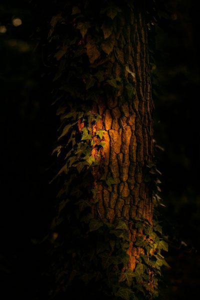 A tree trunk with ivy growing on it, illuminated in the style of warm light from behind, in the dark forest, night photography, closeup, high resolution, high detail, high contrast, natural lighting, global illumination, uplight f/20mm. --ar 85:128