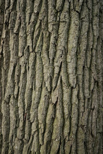 A closeup of the rough, textured bark on an oak tree's trunk. The intricate patterns and textures showcase its natural beauty, providing inspiration for nature-inspired designs or product packaging. The realistic photo has high resolution. --ar 85:128