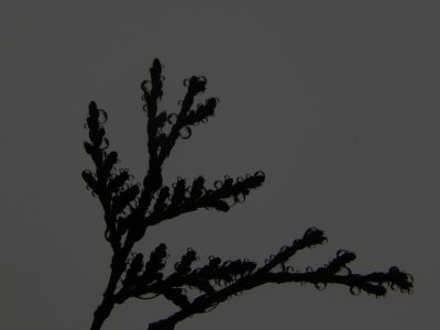 silhouette of black plants, water drops on them, grey sky background, minimalism, macro photography, low angle, sharp focus. The image is in the style of high resolution, high quality, high detail. --ar 4:3