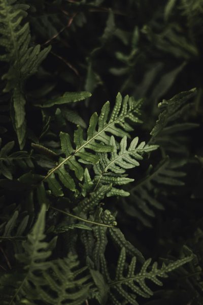 A close-up photo of ferns against a dark green background in the style of unsplash photography. --ar 85:128