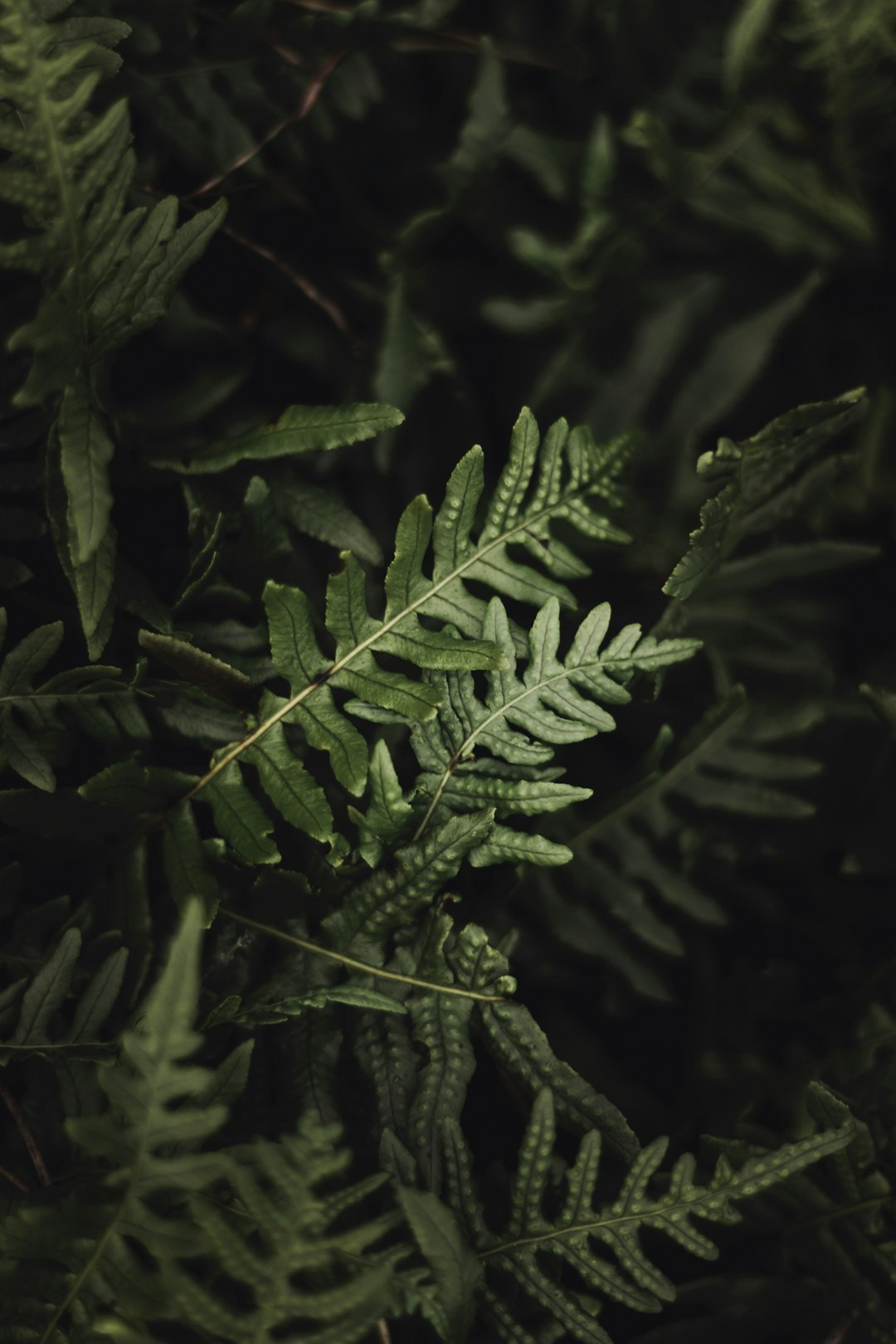 A close-up photo of ferns against a dark green background in the style of unsplash photography. –ar 85:128