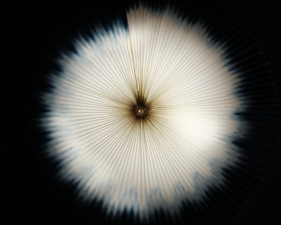 A closeup of the center sunburst pattern on an origami mushroom, captured from above with motion blur to emphasize its dynamic shape and energy radiating outward. The background is dark for contrast, highlighting the white color against black. This shot highlights the intricate details in paper construction, showcasing how they create visual depth and movement through simplicity. --ar 64:51