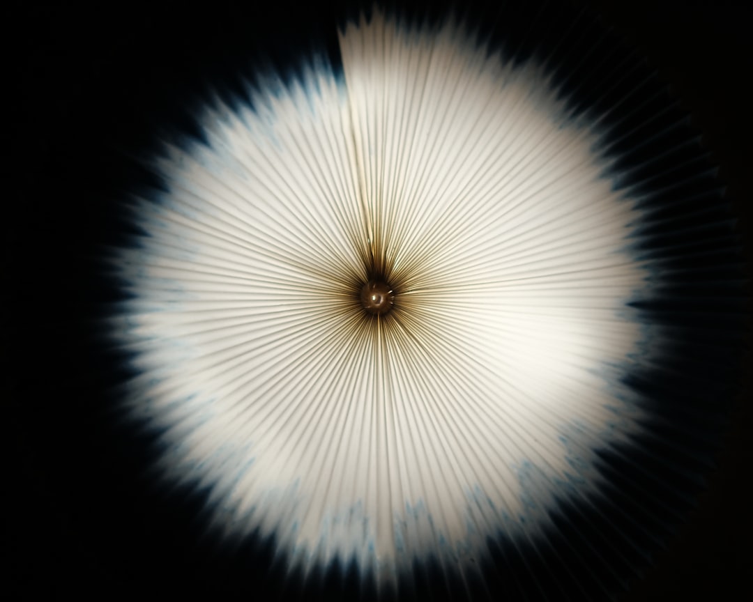 A closeup of the center sunburst pattern on an origami mushroom, captured from above with motion blur to emphasize its dynamic shape and energy radiating outward. The background is dark for contrast, highlighting the white color against black. This shot highlights the intricate details in paper construction, showcasing how they create visual depth and movement through simplicity. –ar 64:51