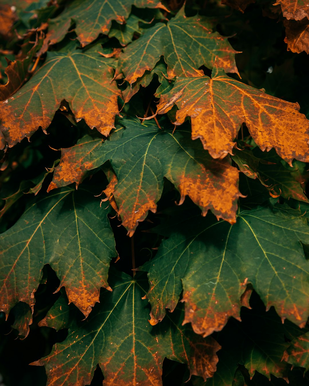 A close up of the leaves on an oak tree in dark green and brown autumn colors, trending on Pexels, high in color contrast, cinematic photography, hyper realistic macro shot, leaves in shades of orange and red, editorial composition, moody, beautiful. –ar 51:64