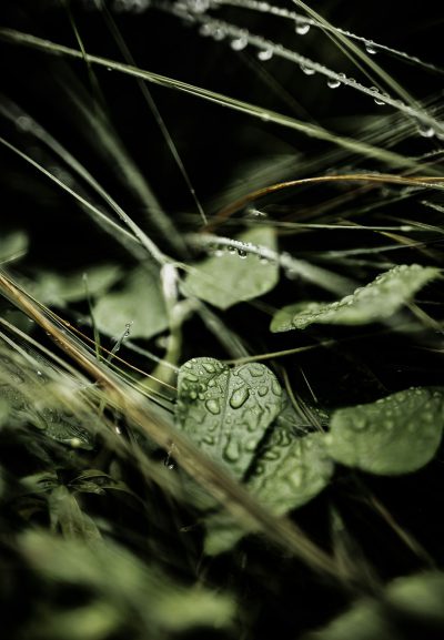 close up of dew on grass and clover, black background, macro photography, dark green, green tones, moody, dramatic --ar 11:16