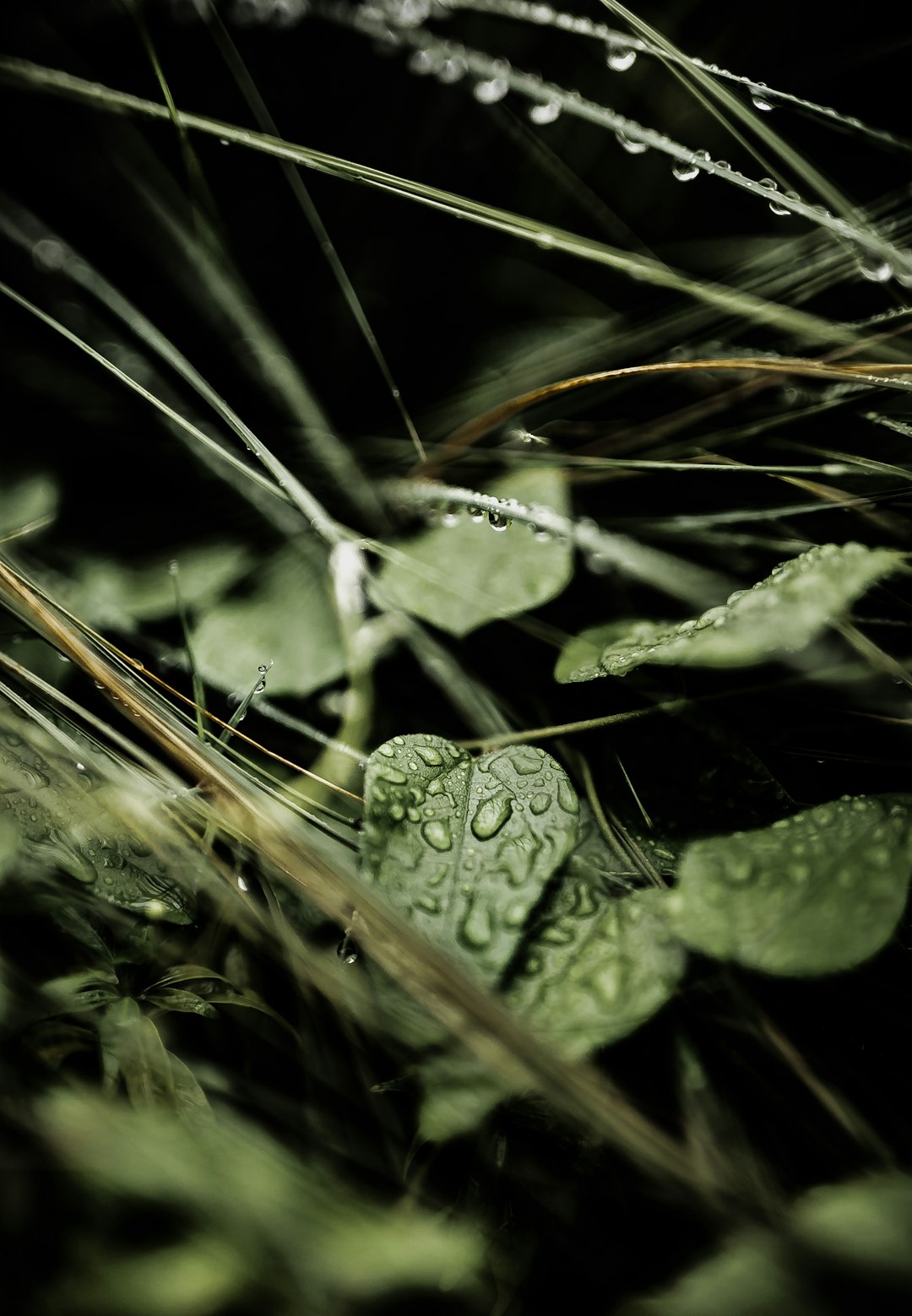 close up of dew on grass and clover, black background, macro photography, dark green, green tones, moody, dramatic –ar 11:16