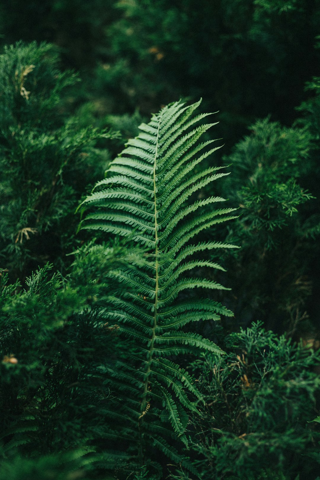 A close-up photo of an isolated fern leaf in the forest, surrounded by green coniferous trees. Dark and moody in the style of unsplash photography, with dark green colors. –ar 85:128