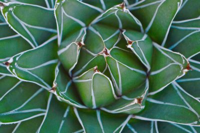 top view of agave plant, intricate details, macro photography, sharp focus, high resolution --ar 128:85