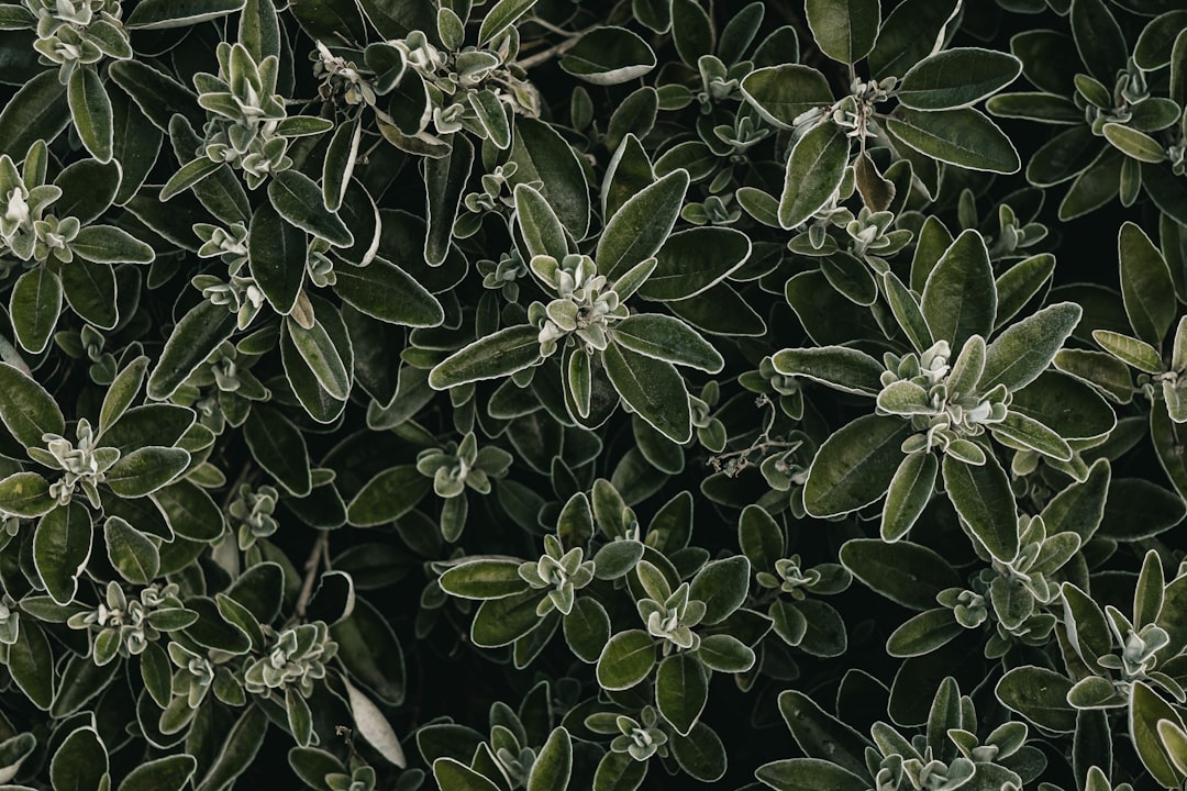 A topdown view of sage plants with leaves that have white veins and textures, creating an intricate pattern against the dark green foliage. The background is blurred to emphasize the detailed texture of each leaf. –ar 128:85