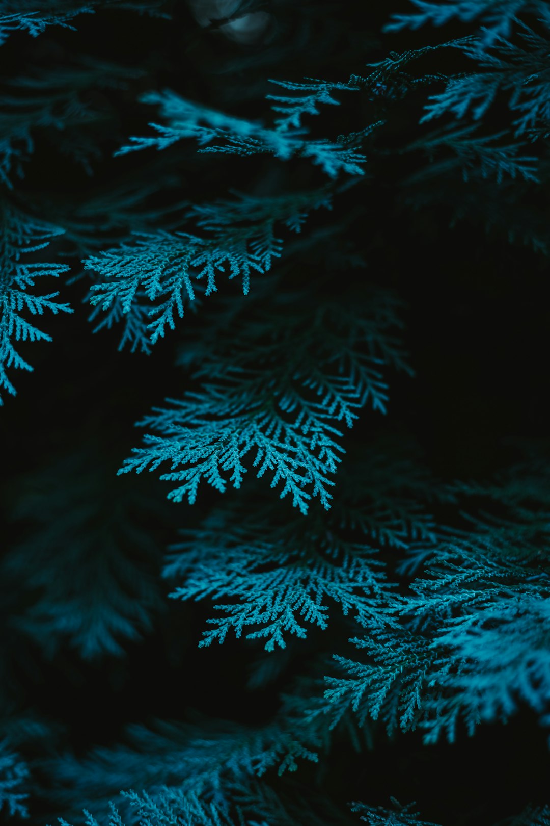 close up photo of dark green pine tree branches, glowing in the darkness, neon blue light, macro photography, texture, wallpaper, minimalism, simple –ar 85:128
