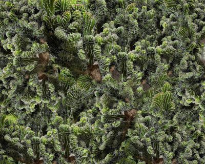 Top view of a wall made out of pine tree branches and leaves, with many small green flowers on the top layer. Dense and realistic photography in the style of Canon EF50mm f/2, with high resolution nature photography. Very detailed with natural lighting and sharp focus captured with a macro lens. --ar 64:51