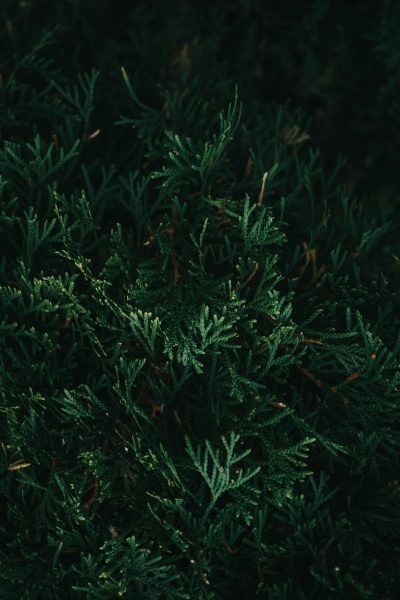 close up photo of dark green juniper foliage, low angle shot, unsplash photography style, --ar 85:128