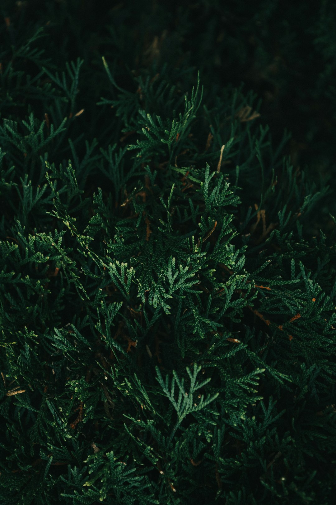 close up photo of dark green juniper foliage, low angle shot, unsplash photography style, –ar 85:128