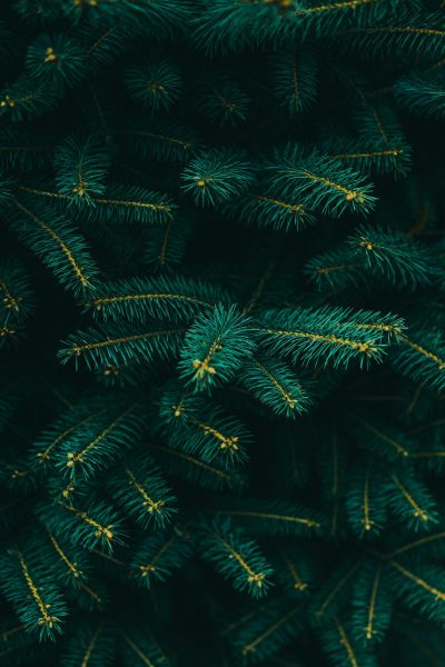 green pine tree branches, close up, flat lay photography, dark green background, gold lines --ar 85:128