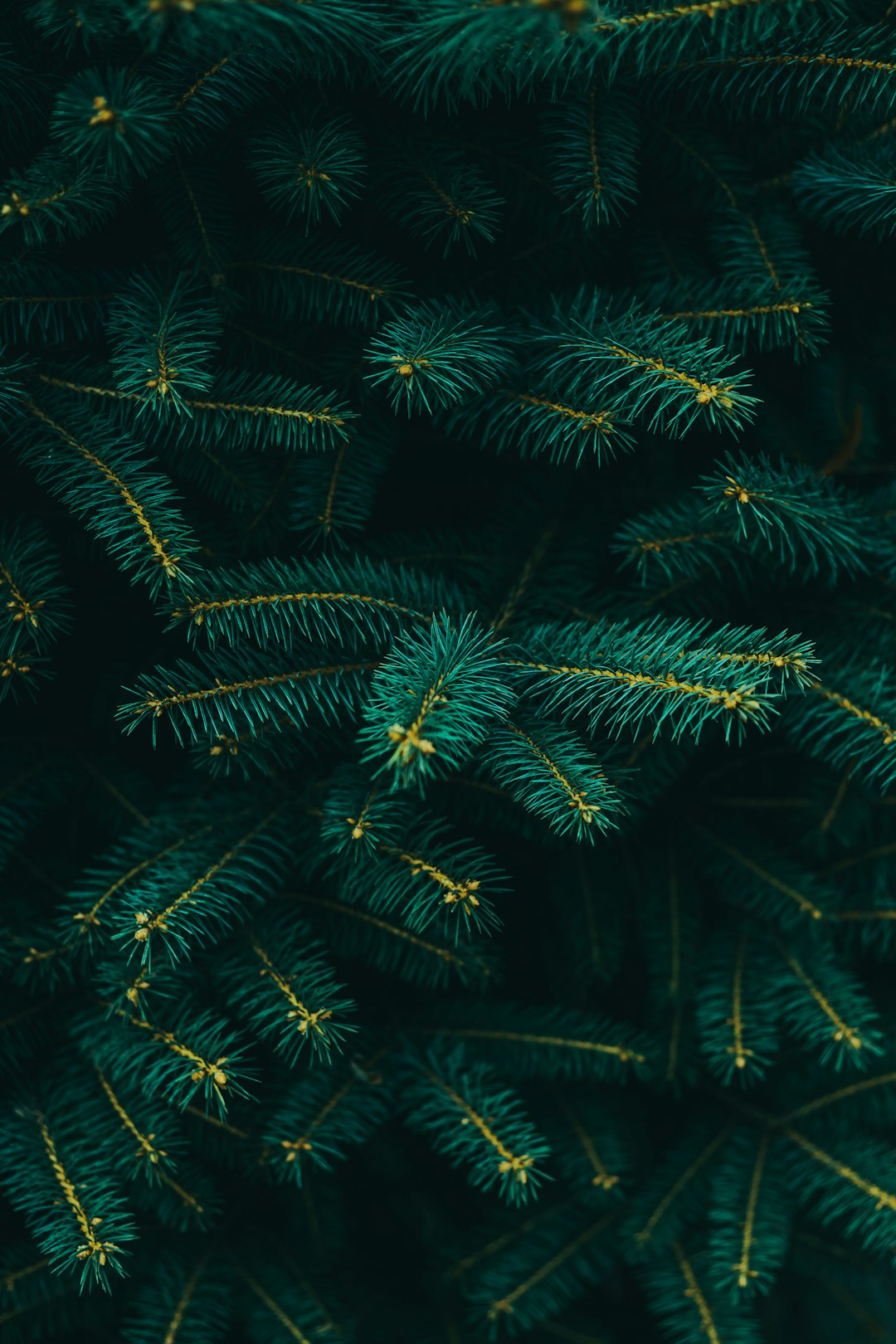 green pine tree branches, close up, flat lay photography, dark green background, gold lines –ar 85:128