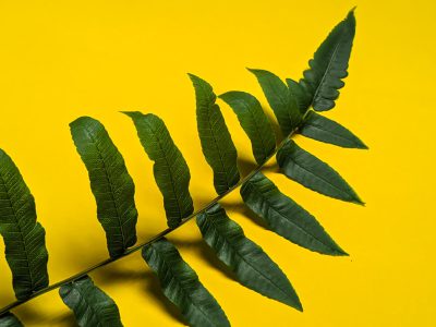 A fern leaf with long leaves on a yellow background in a flat lay. The concept of natural beauty and tranquility. A minimalistic stock photo with free space for text or copy. --ar 4:3