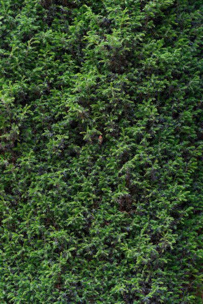 Photorealistic top down view of an entire wall covered in dark green thujas, shot on Sony Alpha A7 III with FE24mm F/8 lens, f5.6 aperture, shutter speed is onetStringLength the picture is about five meters, depth of field, hyper realistic, intricate detail, highly detailed, natural lighting, cinematic lighting, --ar 85:128